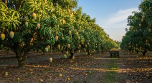Multan’s Mango Boom: From Local Orchards to Global Markets